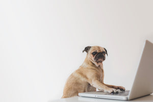 Dog typing on laptop computer