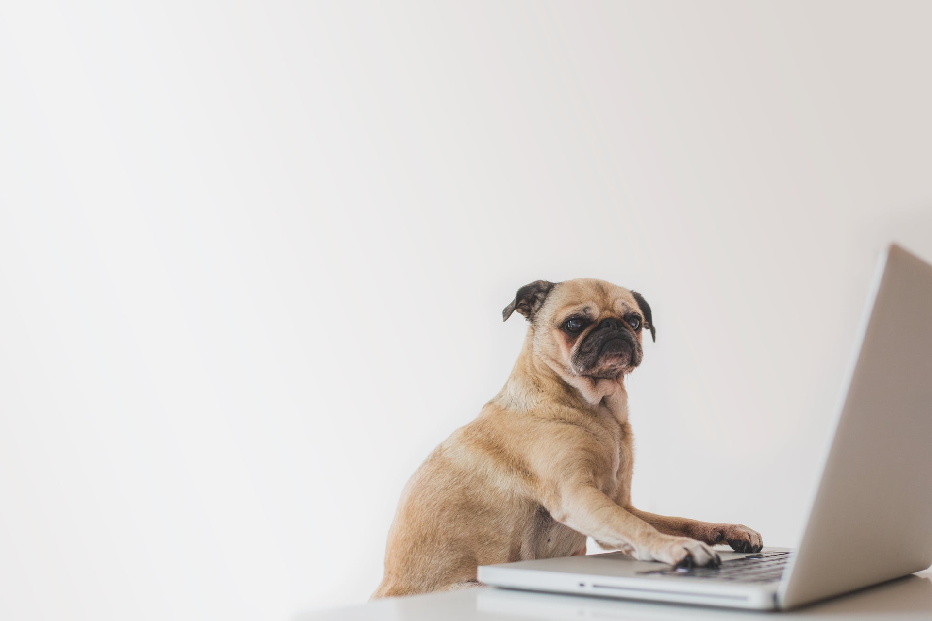 Dog working on laptop